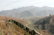 Pinot Noir vineyards at Jade Valley at the foot of the Qing Ling Mountains