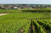 Pechstein vineyard in Forst
