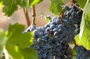 Carignano, or Carignan, is not widely planted on Sardinia