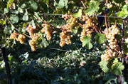 Riesling grapes in Christmann's Idig vineyard