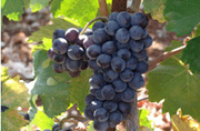 The indigenous Cretan grape Kotsifali